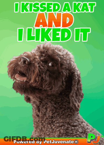 A Picture Of A Dog With A Caption That Says I Kissed A Kat And I Liked It GIF