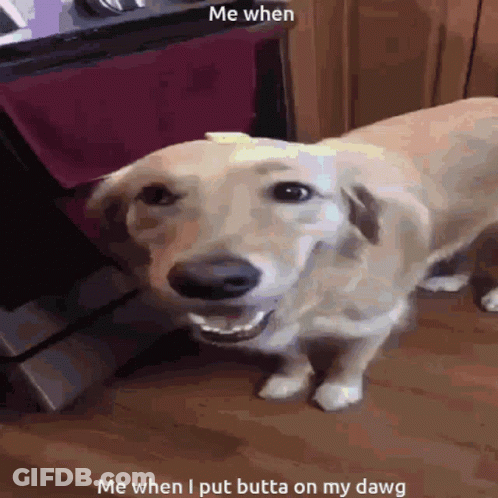A Picture Of A Dog With A Caption That Says " Me When I Put Butta On My Dawg " GIF