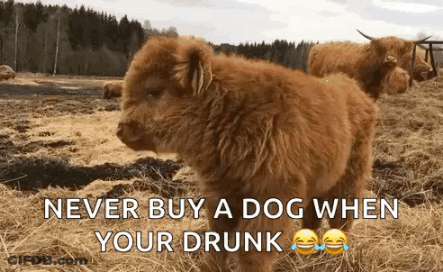 A Picture Of A Dog With A Caption That Says Never Buy A Dog When Your Drunk GIF