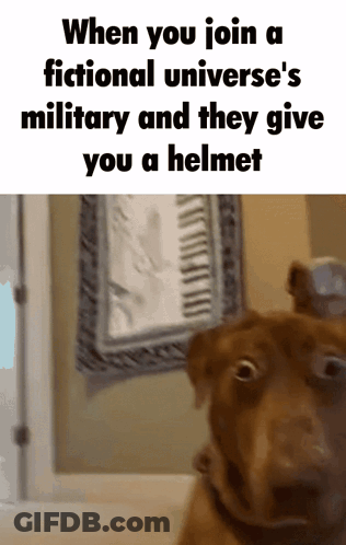 A Picture Of A Dog With A Caption That Says When You Join A Fictional Universe 'S Military GIF