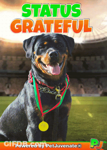 A Picture Of A Dog With A Medal Around Its Neck Says Status Grateful GIF
