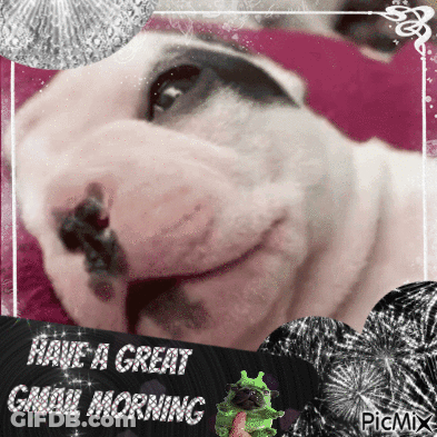 A Picture Of A Dog With A Message That Says Have A Great Gmail Morning GIF
