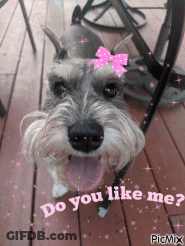 Dog With Pink Bow Saying Do You Like Me GIF