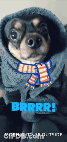 Dog With Scarf Outside In Cold Weather GIF