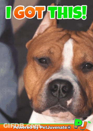 A Picture Of A Dog With I Got This Written On It GIF
