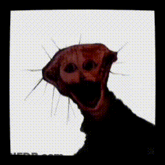 A Picture Of A Dog With Its Mouth Open And The Words 500 Cutes Hawaiia X3 Written On The Bottom GIF