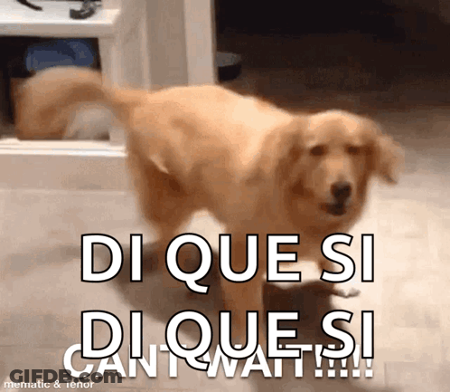 A Picture Of A Dog With The Caption Di Que Si Di Que Si Cant Wait GIF