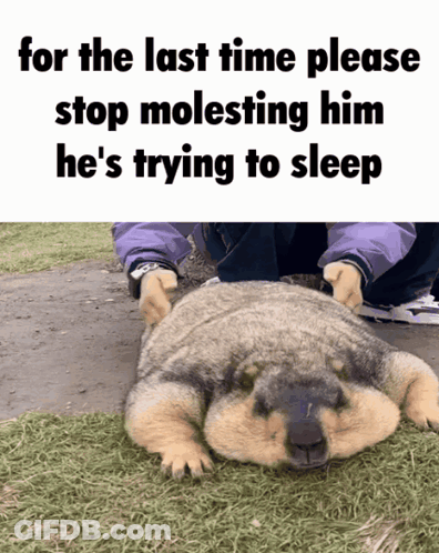 A Picture Of A Dog With The Caption " For The Last Time Please Stop Molesting Him He 'S Trying To Sleep GIF