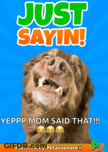 A Picture Of A Dog With The Caption Just Sayin GIF