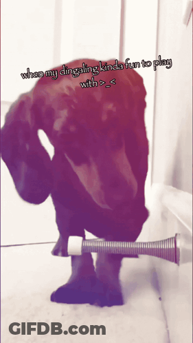 A Picture Of A Dog With The Caption When My Dingaling Kinda Fun To Play With > < GIF