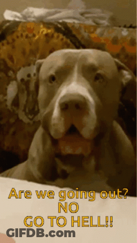 A Picture Of A Dog With The Words Are We Going Out No Go To Hell On The Bottom GIF