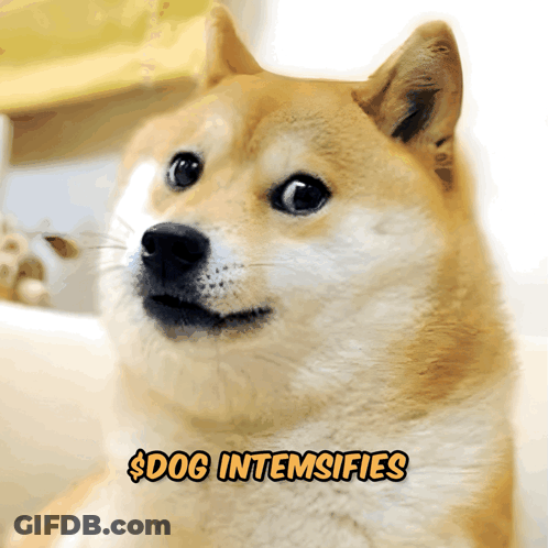 A Picture Of A Dog With The Words Dog Intemsifies Below It GIF