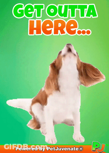 A Picture Of A Dog With The Words Get Outta Here Written Above It GIF