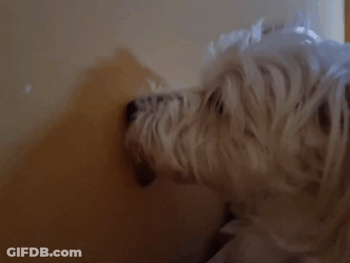 A Picture Of A Dog With The Words " Good Night My Dearest Best Friend " GIF
