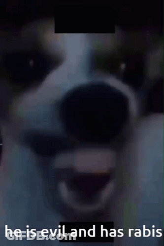 A Picture Of A Dog With The Words " He Is Evil And Has Rabis " Below It GIF