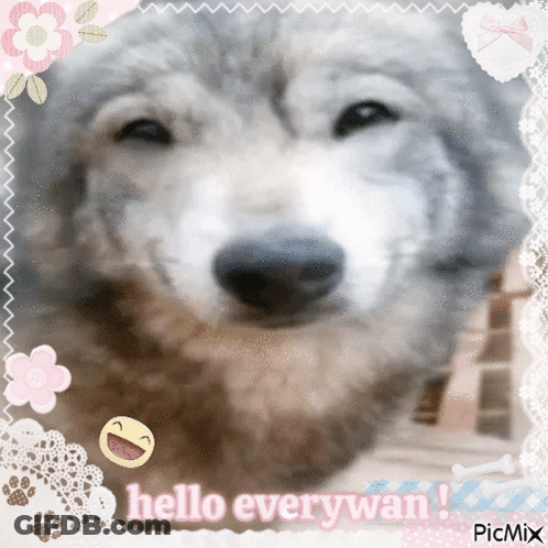 A Picture Of A Dog With The Words Hello Everywan GIF