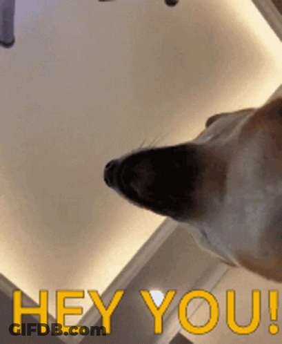 A Picture Of A Dog With The Words Hey You In Yellow GIF