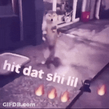 A Picture Of A Dog With The Words Hit Dat Shi Lil Written On It GIF