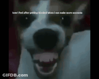 A Picture Of A Dog With The Words " How I Feel After Getting Blocked When I Can Make More Accounts " GIF