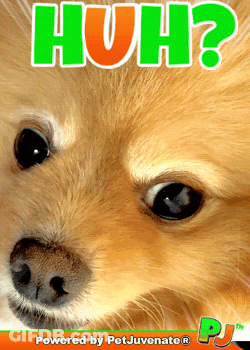 A Picture Of A Dog With The Words Huh Behind It GIF