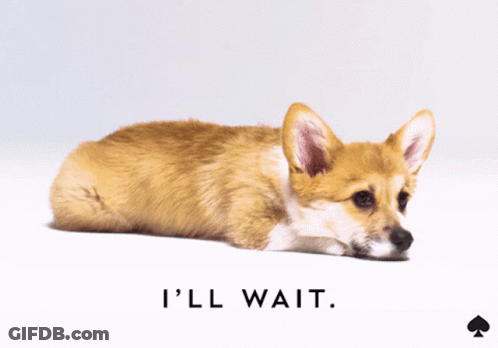 A Picture Of A Dog With The Words I 'Ll Wait GIF