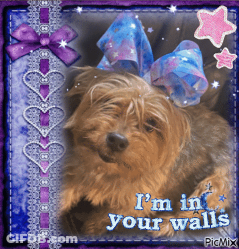 A Picture Of A Dog With The Words I 'M In Your Walls Above It GIF
