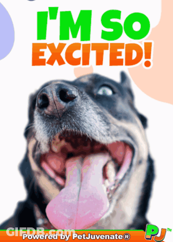 A Picture Of A Dog With The Words I 'M So Excited Behind It GIF
