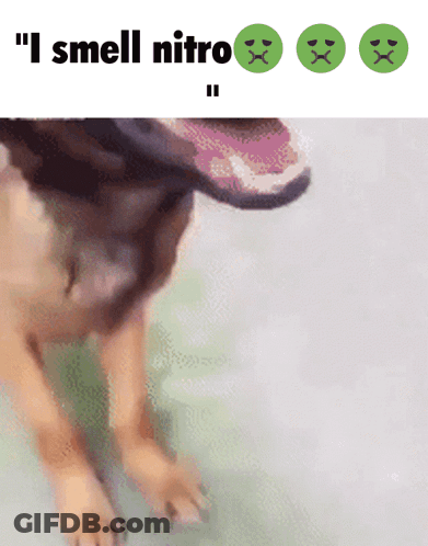 A Picture Of A Dog With The Words " I Smell Nitro " Below It GIF