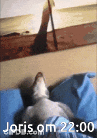 A Picture Of A Dog With The Words Joris Om 22:00 GIF