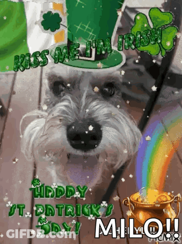 A Picture Of A Dog With The Words Kiss Me I 'M Irish Written On It GIF