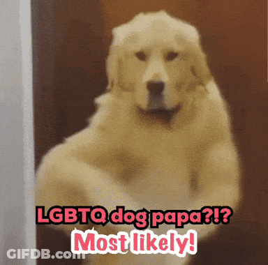 A Picture Of A Dog With The Words Lgbtq Dog Papa Most Likely Above It GIF