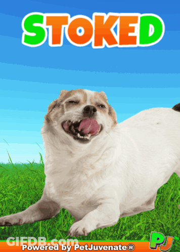 A Picture Of A Dog With The Words Stoked Written On It GIF