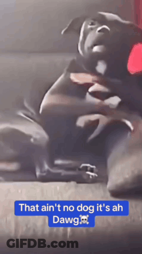 A Picture Of A Dog With The Words That Ain 'T No Dog It 'S Ah Dawg Below It GIF