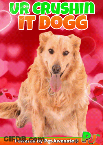 A Picture Of A Dog With The Words Ur Crushin It Dogg GIF