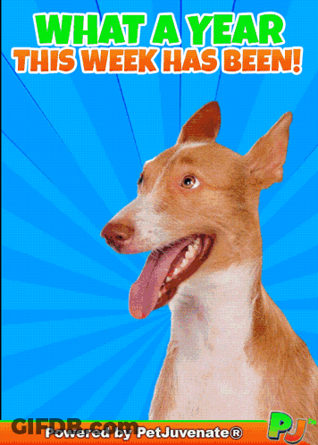 A Picture Of A Dog With The Words What A Year This Week Has Been On It GIF