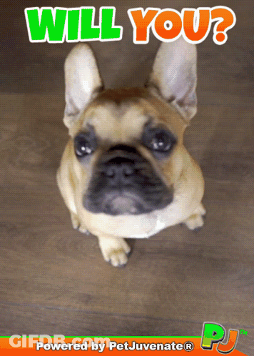 A Picture Of A Dog With The Words " Will You " Written Above It GIF