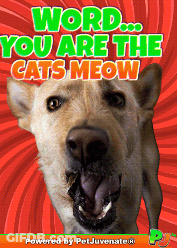 A Picture Of A Dog With The Words " Word You Are The Cats Meow " GIF