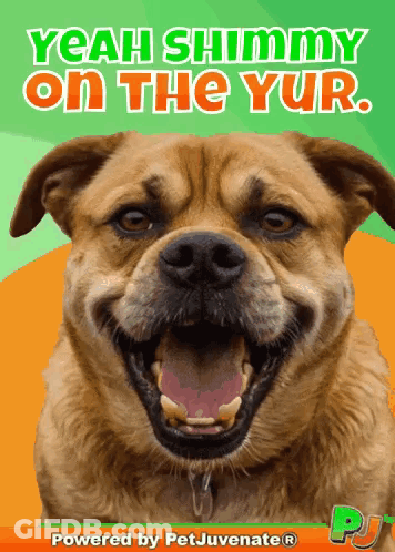 A Picture Of A Dog With The Words " Yeah Shmy On The Yur " GIF