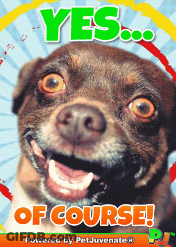 A Picture Of A Dog With The Words Yes Of Course GIF