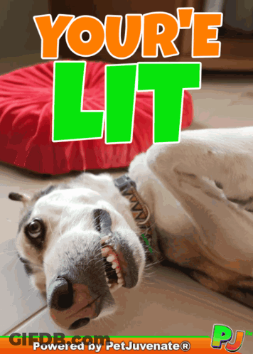 A Picture Of A Dog With The Words Your 'E Lit Written Above It GIF