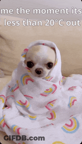 A Picture Of A Dog Wrapped In A Blanket With The Caption Me The Moment Its Less Than 20 Degrees Out GIF