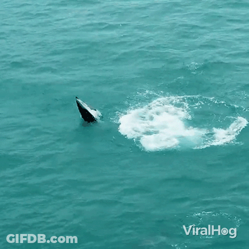 A Picture Of A Dolphin Jumping Out Of The Water With The Words Viralhog In The Corner GIF