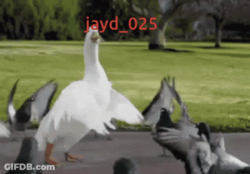 A Picture Of A Duck And Pigeons With Jayd_025 Written In Red GIF