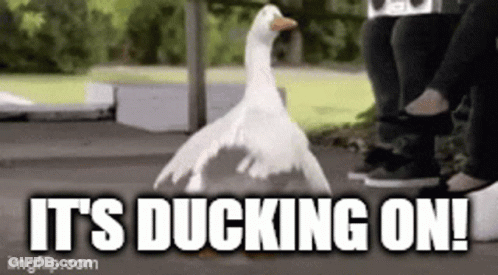 A Picture Of A Duck With The Words It 'S Ducking On .. GIF