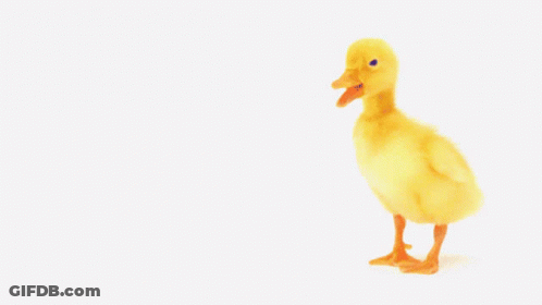 A Picture Of A Duck With The Words You 'Re The Best Behind It GIF
