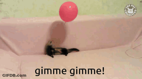 A Picture Of A Ferret Holding A Red Balloon With The Words Gimme Gimme GIF