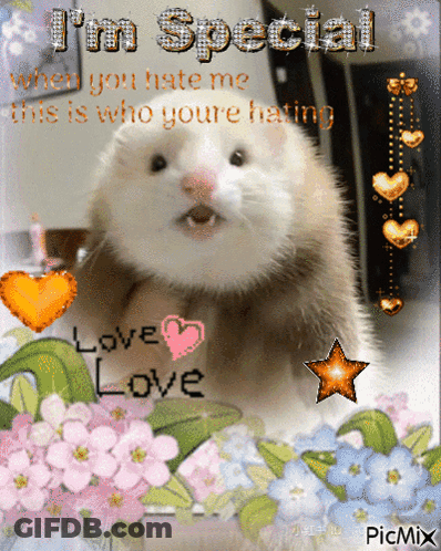 A Picture Of A Ferret That Says I 'M Special When You Hate Me GIF