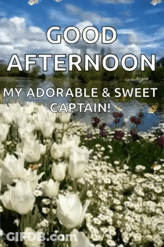 A Picture Of A Field Of White Flowers With The Words Good Afternoon My Adorable And Sweet Captain . GIF