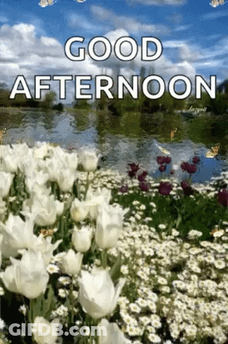 A Picture Of A Field Of White Flowers With The Words `` Good Afternoon '' Written On It . GIF