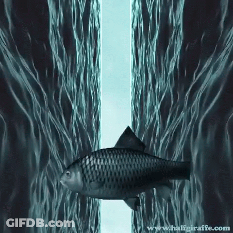 A Picture Of A Fish In The Water With The Website Www.haligiraffe.com In The Bottom Right Corner GIF